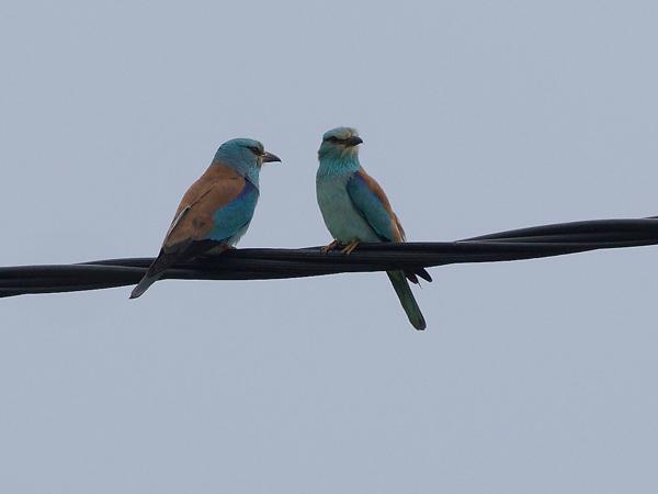 <h3>Coracias&nbsp;garrulus / European&nbsp;roller / Scharrelaar</h3>OM-1 Mark II met OLYMPUS M.150-400mm F4.5, 1/2000 sec  bij F4.5, ISO 320, afstand 71.1&nbsp;m